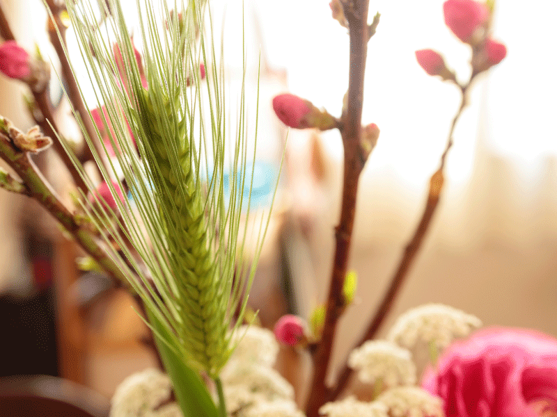 ●桃の枝を飾って邪気を祓う