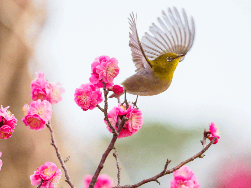 ●五感を刺激する「日溜まり散歩」