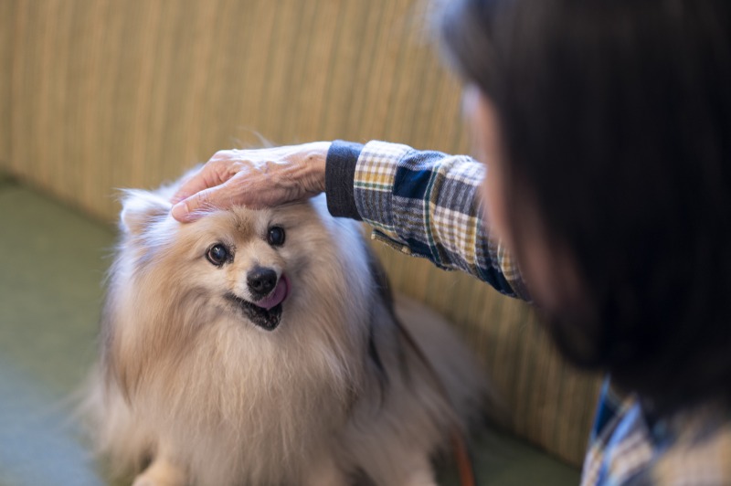 入居物件：グランドマスト練馬桜台、お名前：Ｈさん（70代、女性）飼い犬：モカくん（ポメラニアン、15歳、オス）