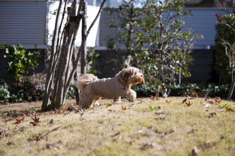 、愛犬・愛猫との幸せな日々